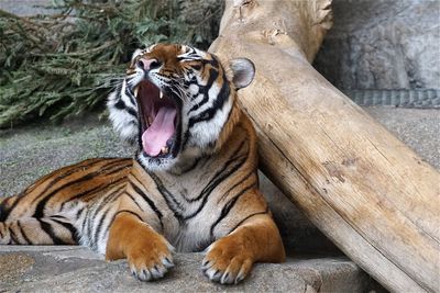 Tiger yawning on rock by log at tierpark berlin