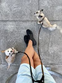 Muscled legs of man with dogs on leashes