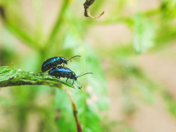 Close-up of insect on plant