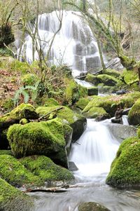 Scenic view of waterfall in forest