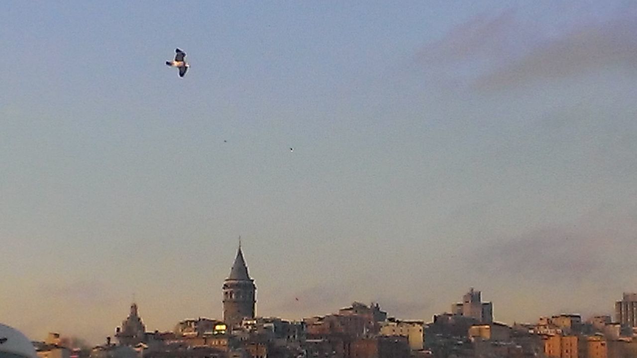 BIRD FLYING OVER BUILDINGS IN CITY