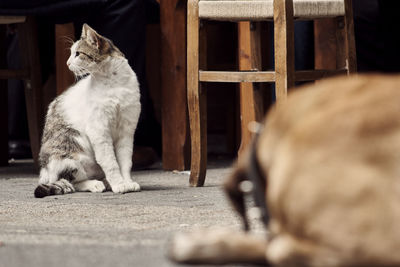 Cat sitting on floor