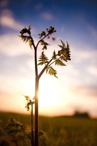 Close-up of plant against sky at sunset