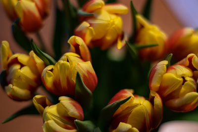 Close-up of yellow tulips