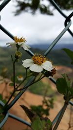 Close-up of white flowers blooming on tree