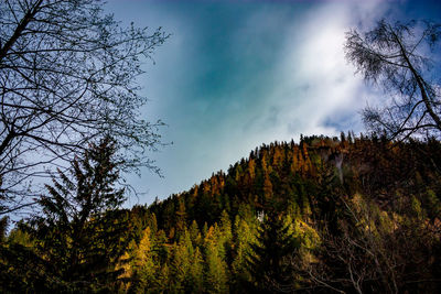 Low angle view of trees against sky