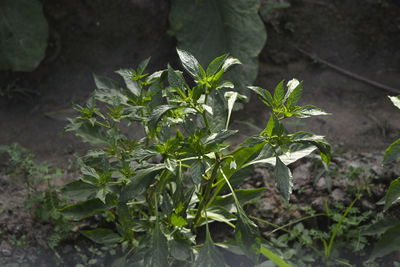 High angle view of potted plant on field