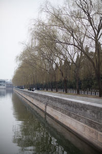 Bare trees by river