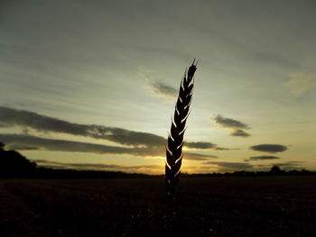 Tree on field against sky at sunset