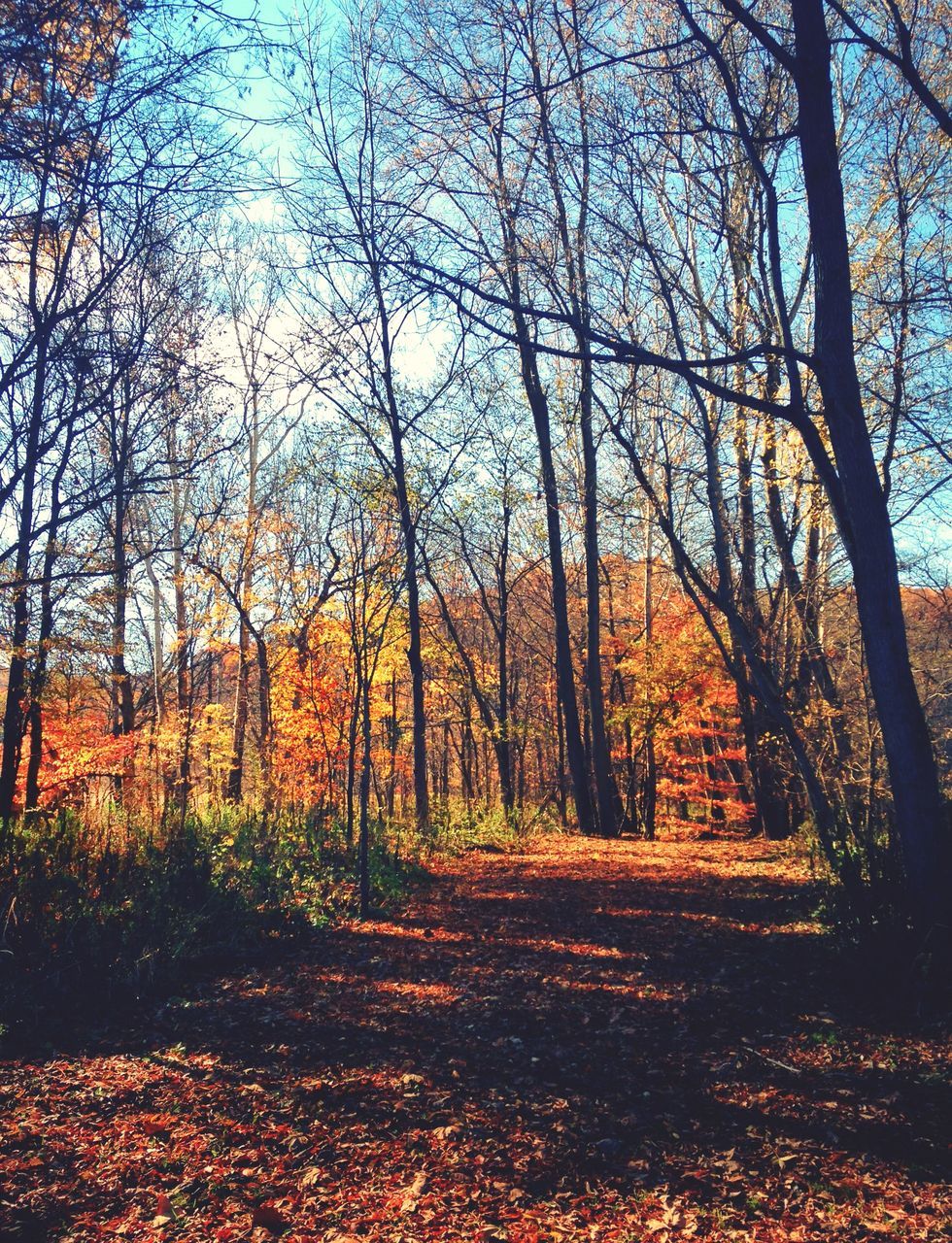 tree, tranquility, branch, autumn, forest, bare tree, nature, tree trunk, tranquil scene, growth, beauty in nature, scenics, woodland, change, season, low angle view, non-urban scene, no people, outdoors, day