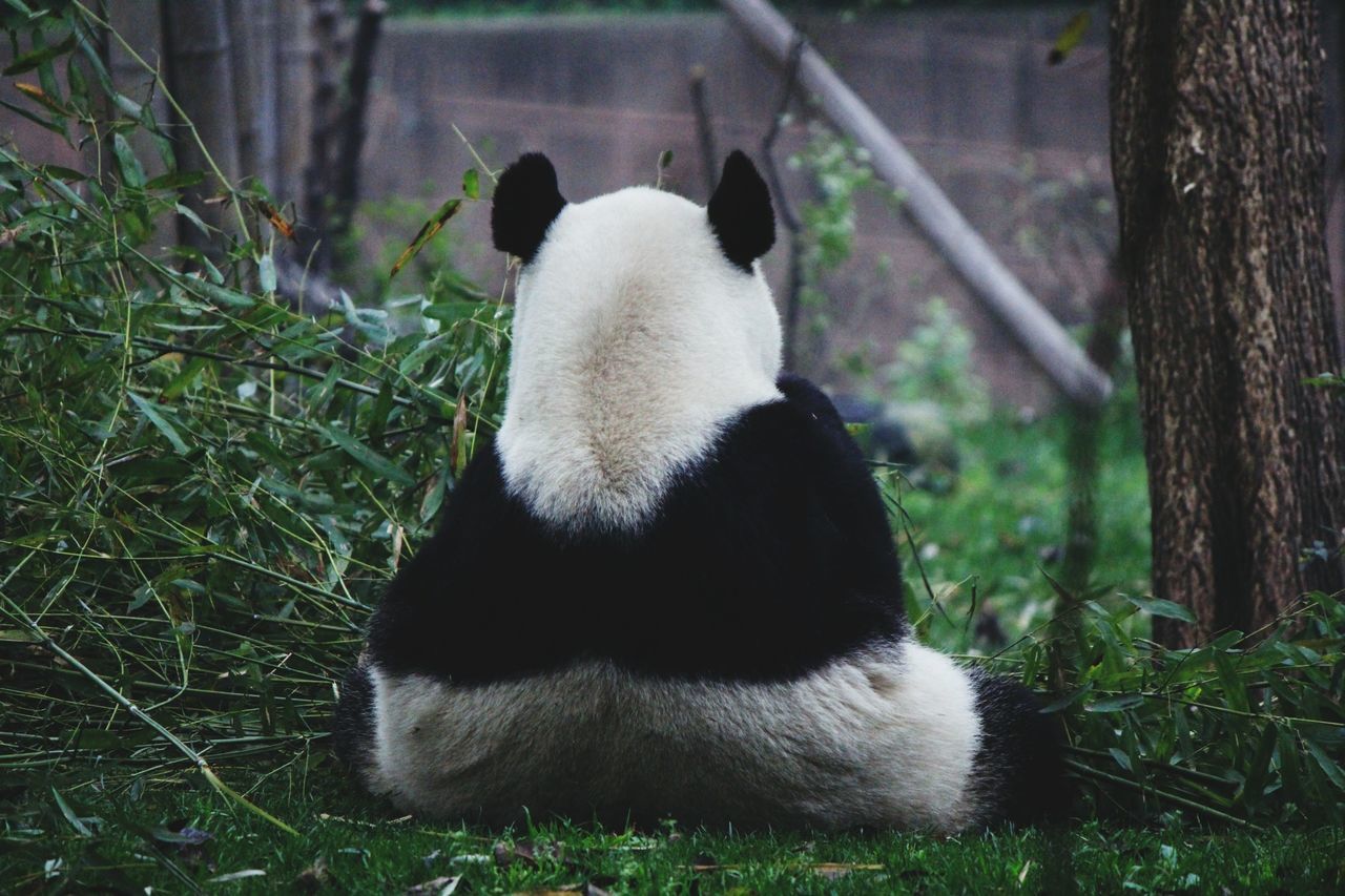 Chengdu