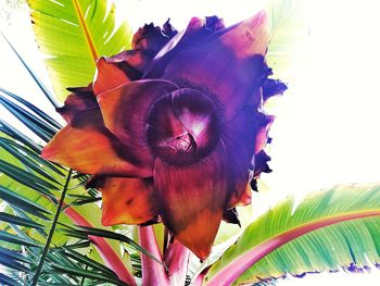 Low angle view of flower tree