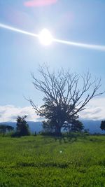 Scenic view of grassy field against blue sky