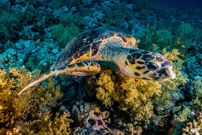 Hawksbill sea turtle in the red sea, dahab, blue lagoon sinai a.e