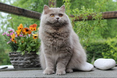 British longhair cat sitting against potted plants