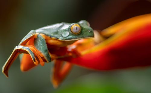 Close-up of frog on plants