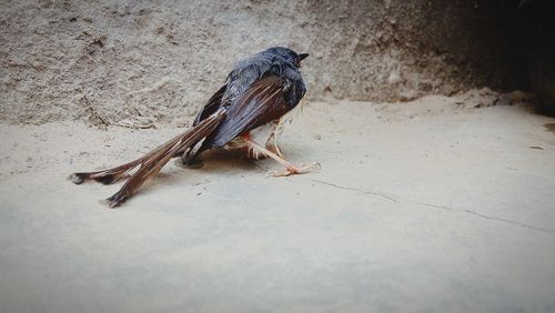 Close-up of bird perching on floor