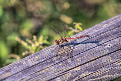 Close-up of insect on wood dragonfly 
