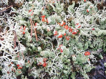 Close-up of frozen plants during winter