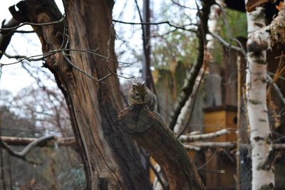 Close-up of lizard on tree trunk