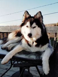 Close-up of dog sitting on chair