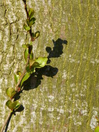 Close-up of plant