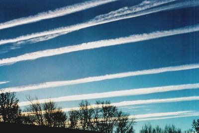 Low angle view of trees against sky