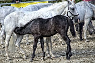 Horses on field