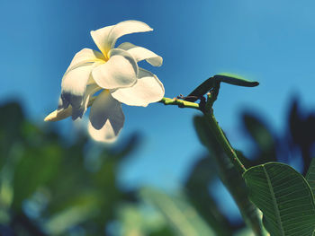 Close-up of flowering plant