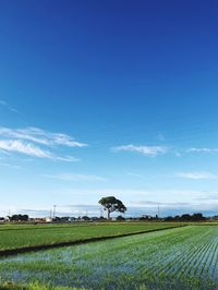 Scenic view of agricultural field against blue sky