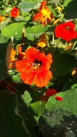 Close-up of red hibiscus blooming outdoors