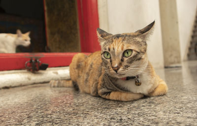 Portrait of cat relaxing at home