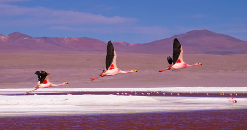 People on beach against mountain range