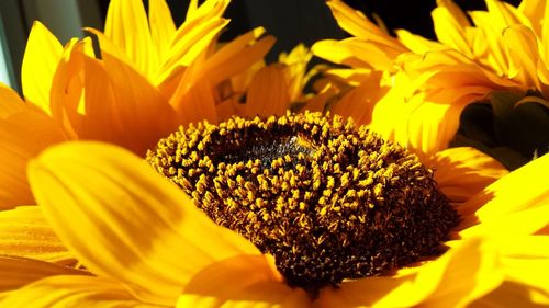 Macro shot of sunflower