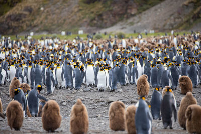 Penguins at beach