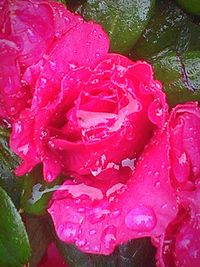 Close-up of pink rose