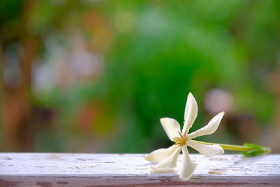 Close-up of white flowering plant on table