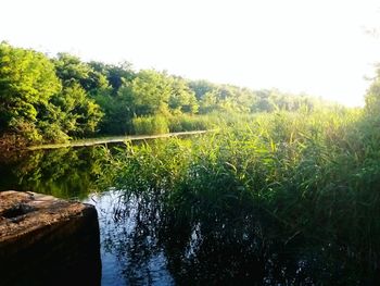 Scenic view of forest against clear sky