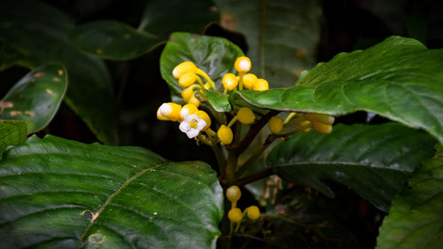 Close-up of flower buds