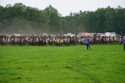 Horses running on grassy field during race