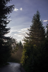 Pine trees in forest against sky