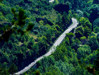 High angle view of winding road amidst trees in forest