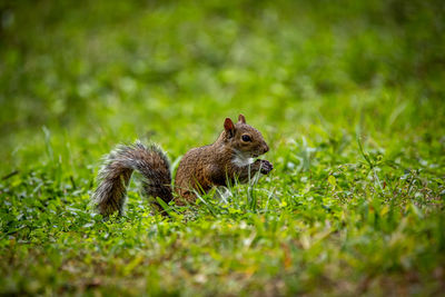 Squirrel on grassy field