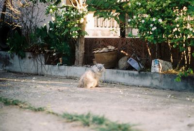 Cat sitting in a yard