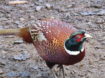 High angle view of peacock