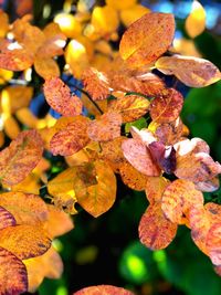 Close-up of autumnal leaves on plant