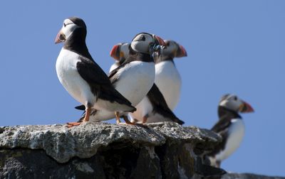 Low angle view of seagulls perching