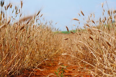 Close-up of wheat field against sky