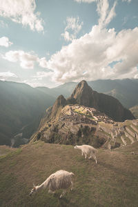Sheep on mountains against sky