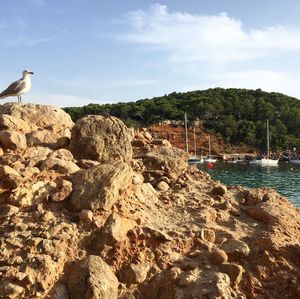 Birds perching on rock by sea against sky